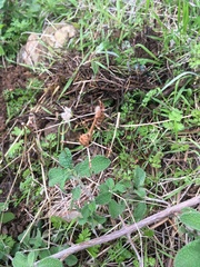 Empusa