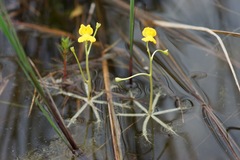 Utricularia radiata