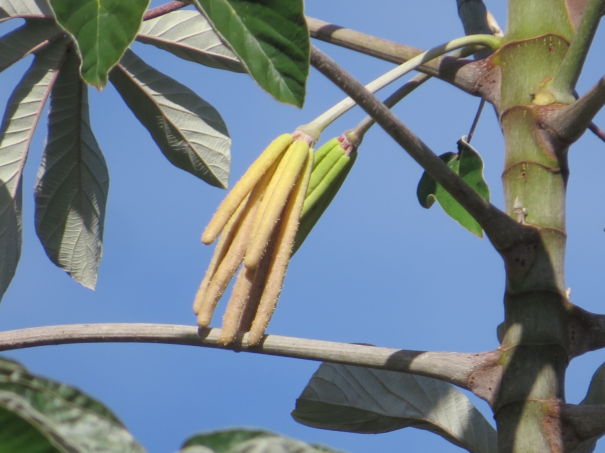 Cecropia pachystachya