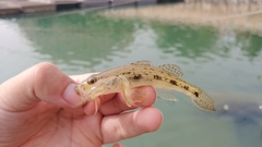 Glossogobius giuris