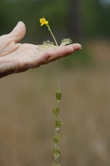 Utricularia radiata