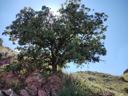 Chihuahuan oak (Quercus chihuahuensis)