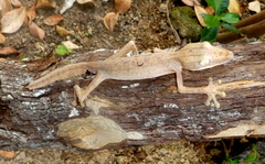 Uroplatus lineatus