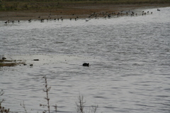 Fulica atra