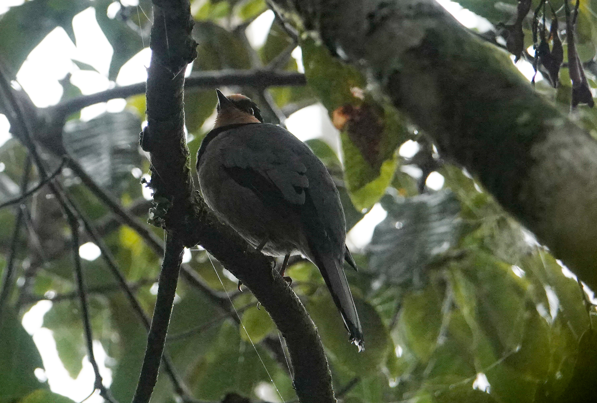 Fruithunter (Chlamydochaera jefferyi), photo 7