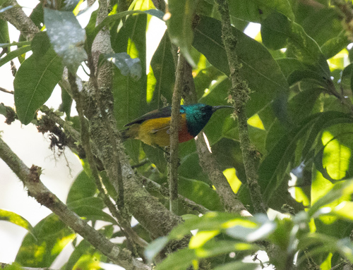 Loveridge's Sunbird (Cinnyris loveridgei), photo 4