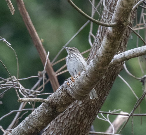 Striped Pipit (Anthus lineiventris), photo 2