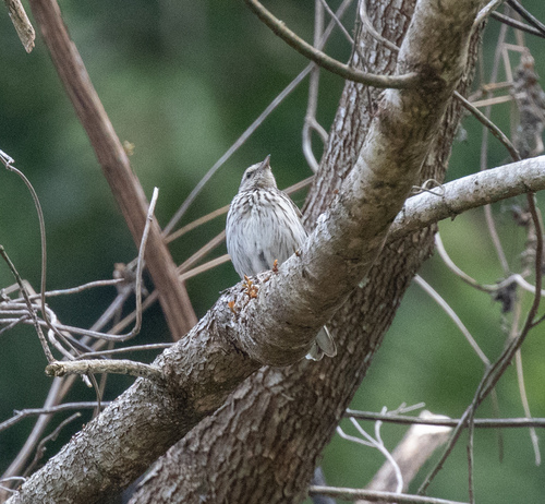 Striped Pipit (Anthus lineiventris), photo 3