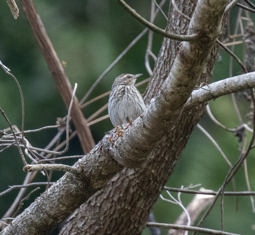 Striped Pipit (Anthus lineiventris), photo 8