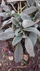 Stachys byzantina