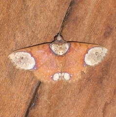 Antiblemma orbiculata