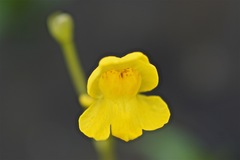 Utricularia radiata