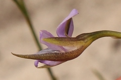 Psoralea trullata