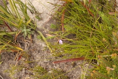Psoralea trullata