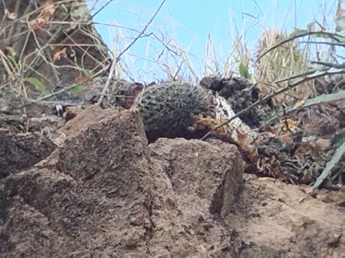 Mammillaria brandegeei