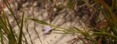Psoralea trullata