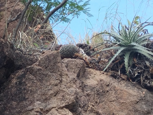 Mammillaria brandegeei