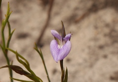 Psoralea trullata