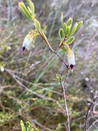 pearl flower (Conostephium pendulum)