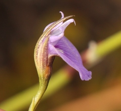 Psoralea trullata