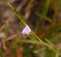 Psoralea trullata