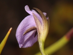 Psoralea trullata