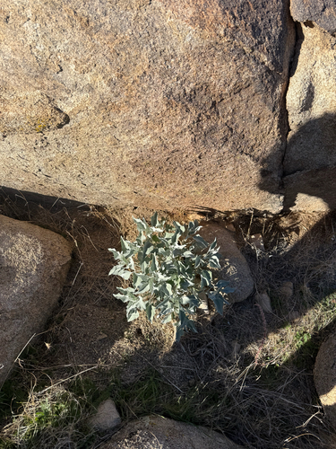 iNaturalist observation photo of Brittlebush