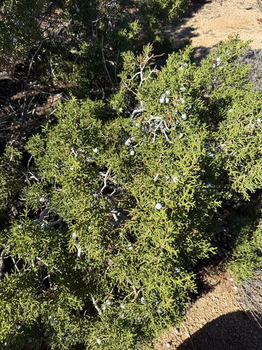 iNaturalist observation photo of California juniper