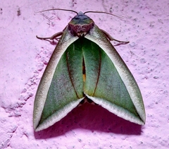 Eudocima salaminia