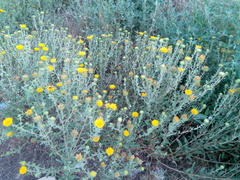 Grindelia squarrosa