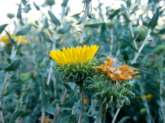Grindelia squarrosa