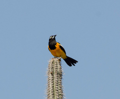 Icterus icterus
