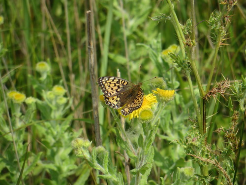 Dark Green Fritillary, 	53.008, 4.748, photo 10 of 10