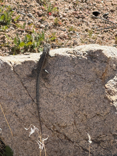 iNaturalist observation photo of Common Side-blotched Lizard