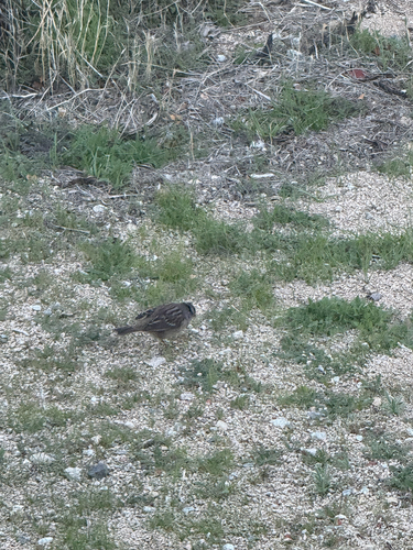 iNaturalist observation photo of White-crowned Sparrow
