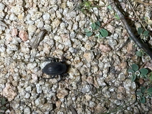 iNaturalist observation photo of Asidini