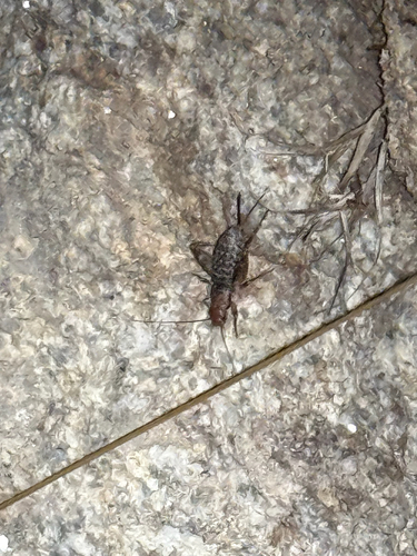 iNaturalist observation photo of Western Brush Cricket