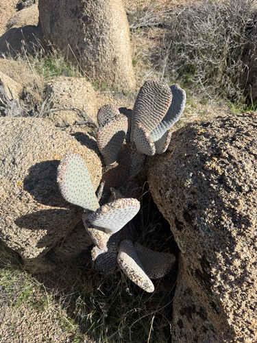iNaturalist observation photo of Beavertail Pricklypear