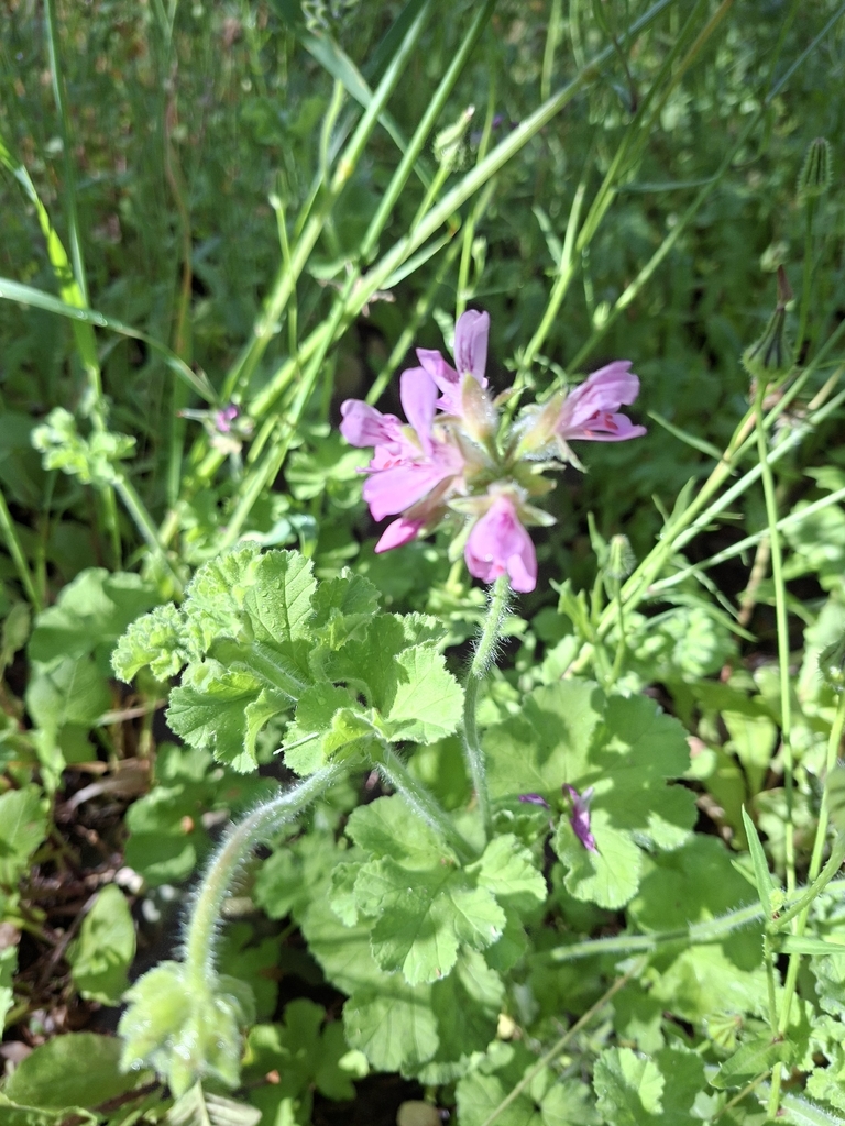 Pelargonium capitatum, Bentley WA 6102, Australia