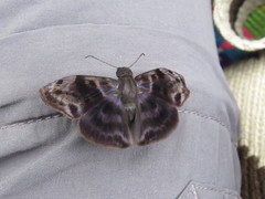 Erynnini