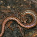 Salamandra Delgada de Las Montañas de Santa Lucia - Photo (c) Chris Cook, algunos derechos reservados (CC BY-NC), uploaded by Chris Cook