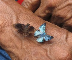 Chiomara