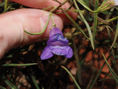 Charleville Turkey Bush (Eremophila gilesii)