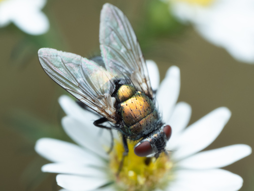 Unknown species found near Ravenswood, Chicago, IL, USA