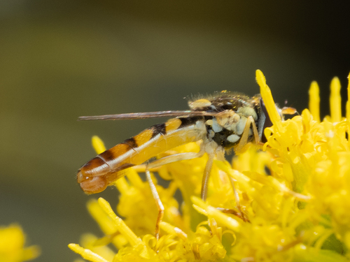 Unknown species found near Ravenswood, Chicago, IL, USA