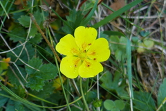 Potentilla grandiflora