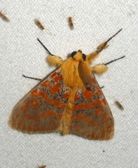 Mpanjaka gentilis