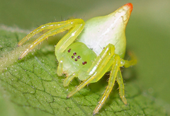 Heterognatha chilensis
