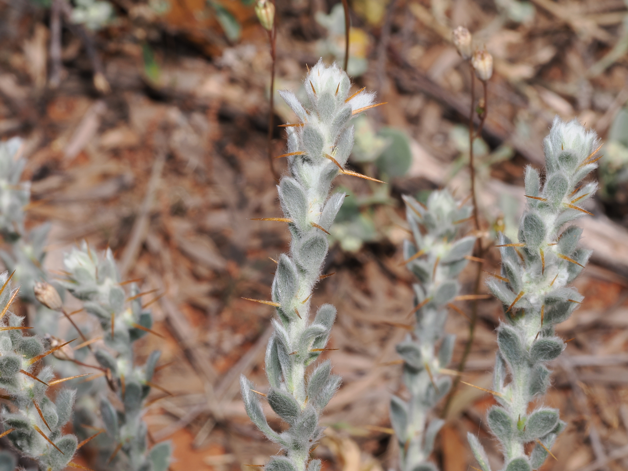 Galvanised Bur (Sclerolaena birchii)