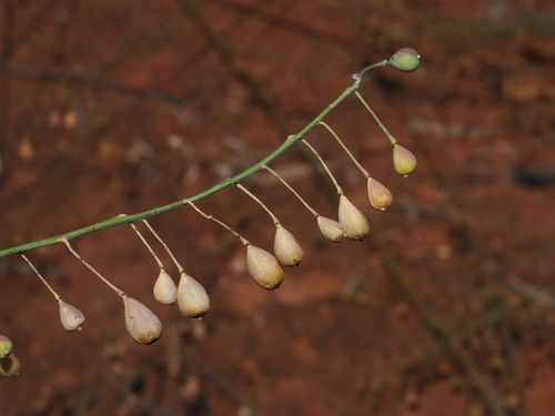 Stenopetalum nutans, 2025-10-05